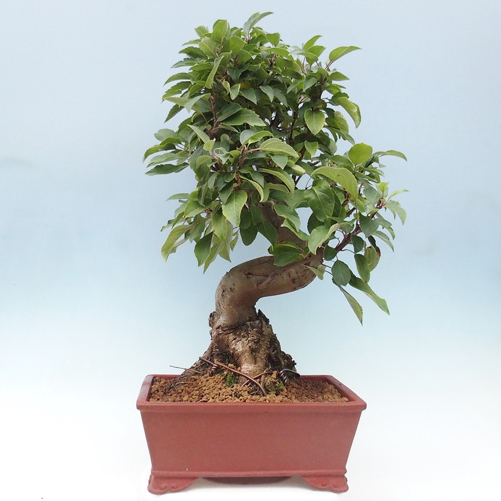 Venkovní bonsai -Malus halliana - Maloplodá jabloň