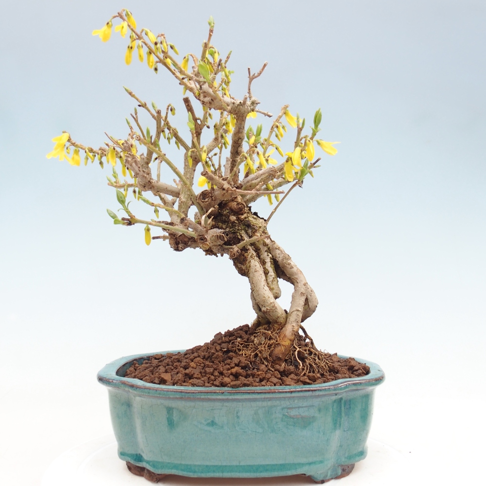 Venkovní bonsai - Zlatice - Forsythia koreana