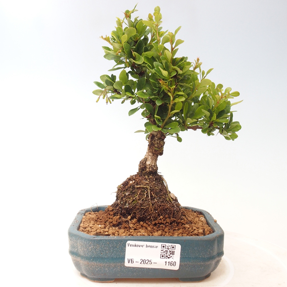 Venkovní bonsai - Berberis thunbergii - Dřištál
