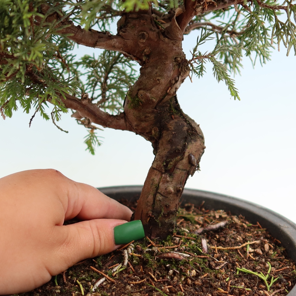 Venkovní bonsai - Juniperus chinensis Itoigawa-Jalovec čínský