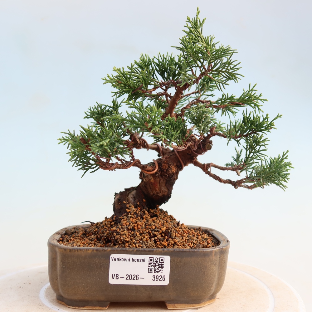 Venkovní bonsai - Juniperus chinensis Itoigawa -Jalovec čínský