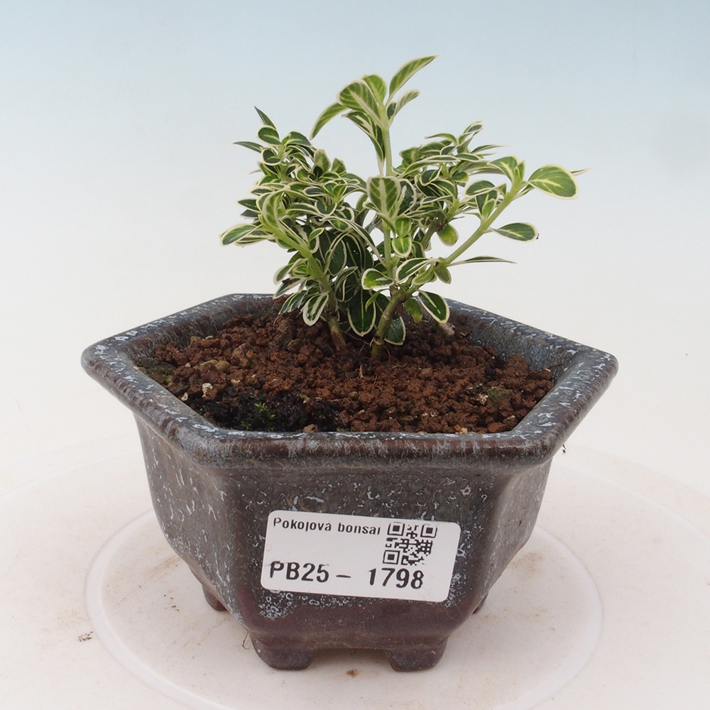 Pokojová bonsai - Serissa foetida Variegata - Strom tisíce hvězd