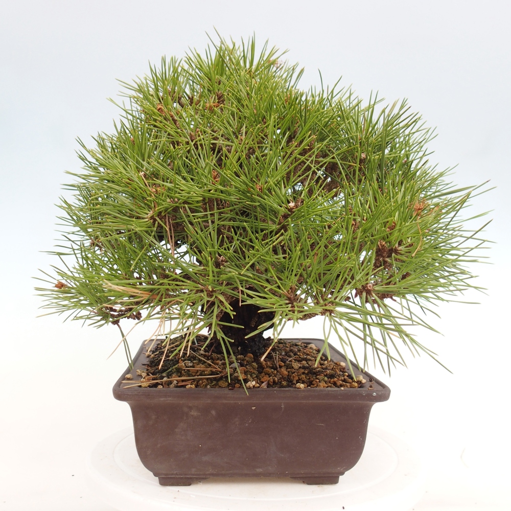 Venkovní bonsai - Pinus thunbergii - Borovice thunbergova