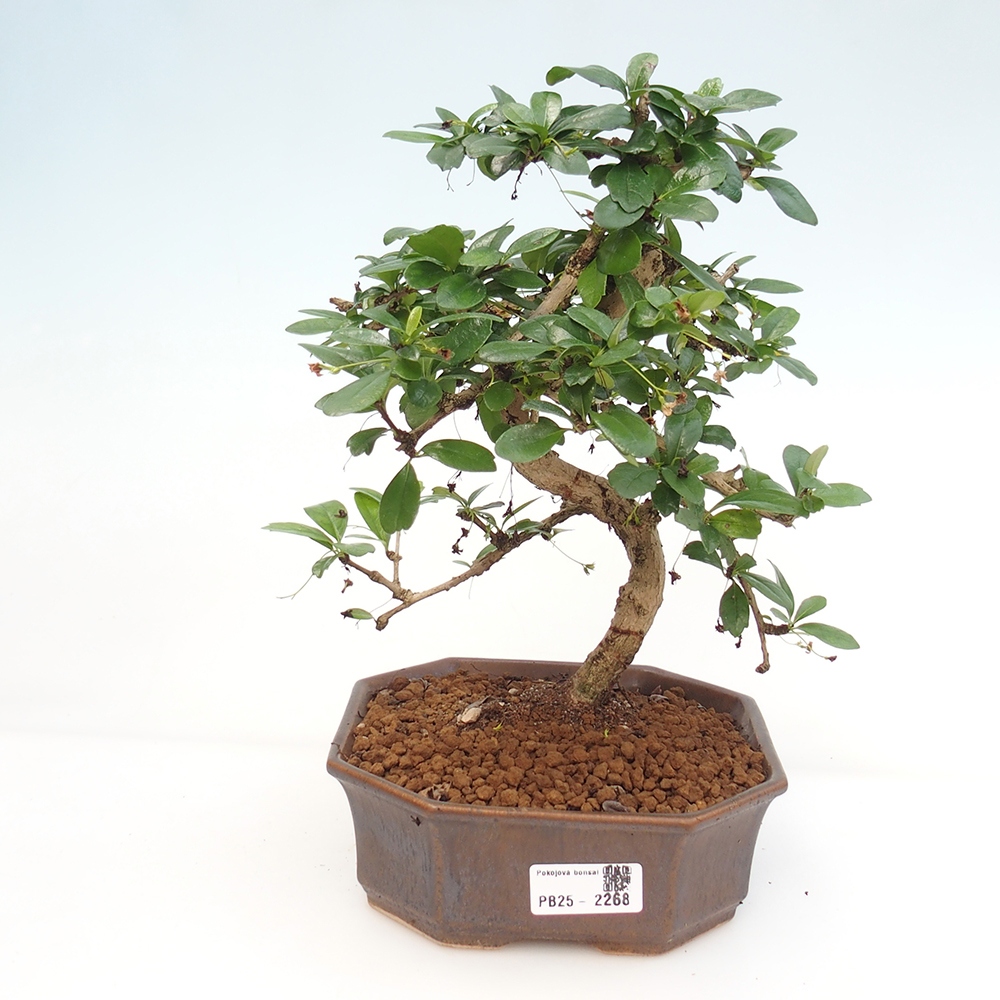 Pokojová bonsai - Carmona macrophylla - Čaj fuki