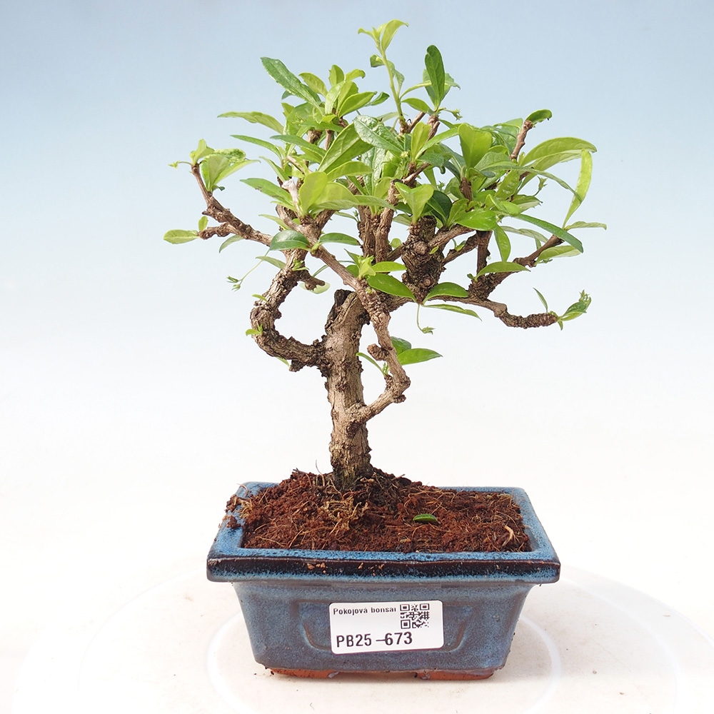 Pokojová bonsai - Carmona macrophylla - Čaj fuki