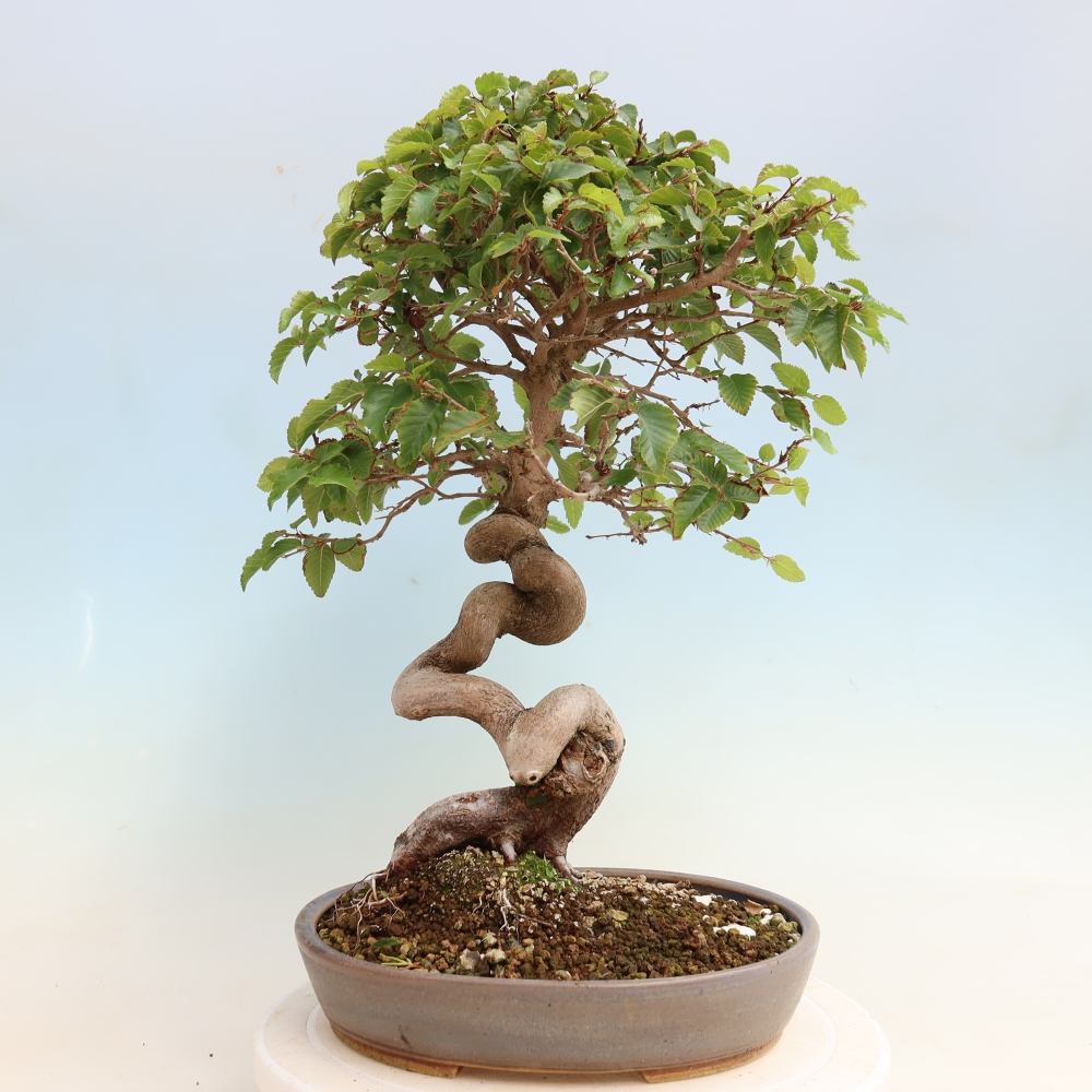 Venkovní bonsai -Carpinus CARPINOIDES - Habr korejský