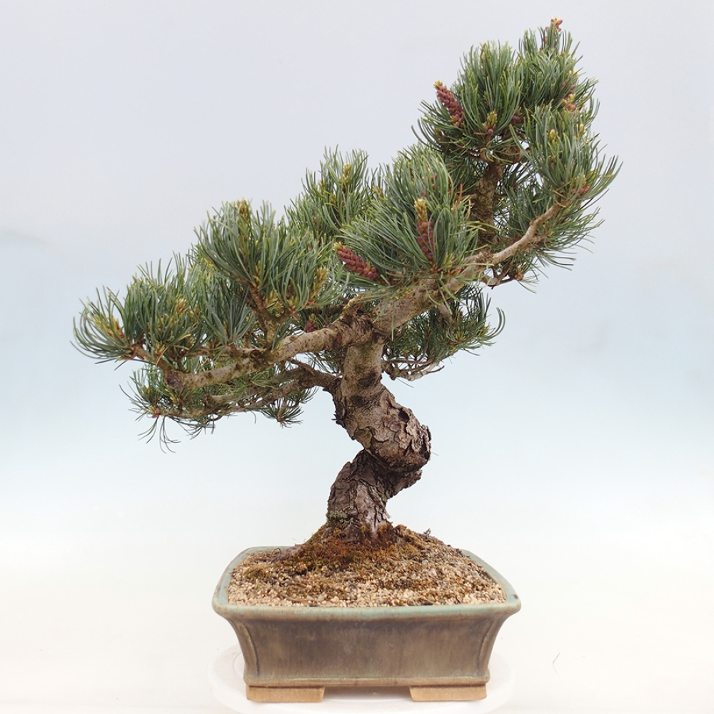 Venkovní bonsai - Pinus parviflora - Borovice drobnokvětá