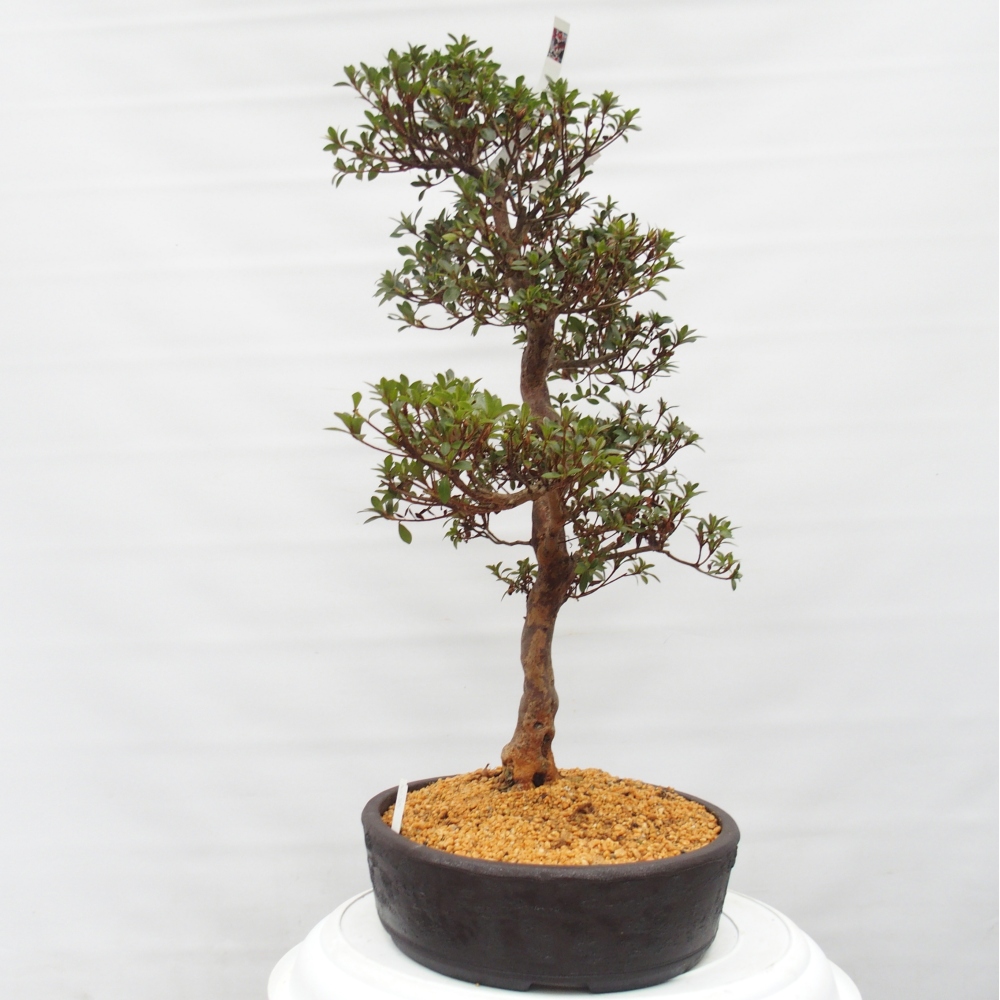 Venkovní bonsai - Japonská azalka - Azalea Hanatsuzuri