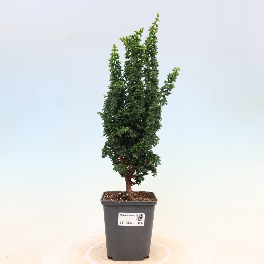Venkovní bonsai - Cham. obtusa SEKKA HINOKI - Cypřišek