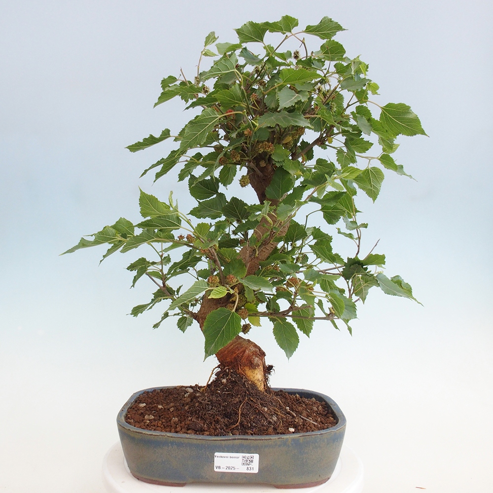 Venkovní bonsai -Morus alba - moruše