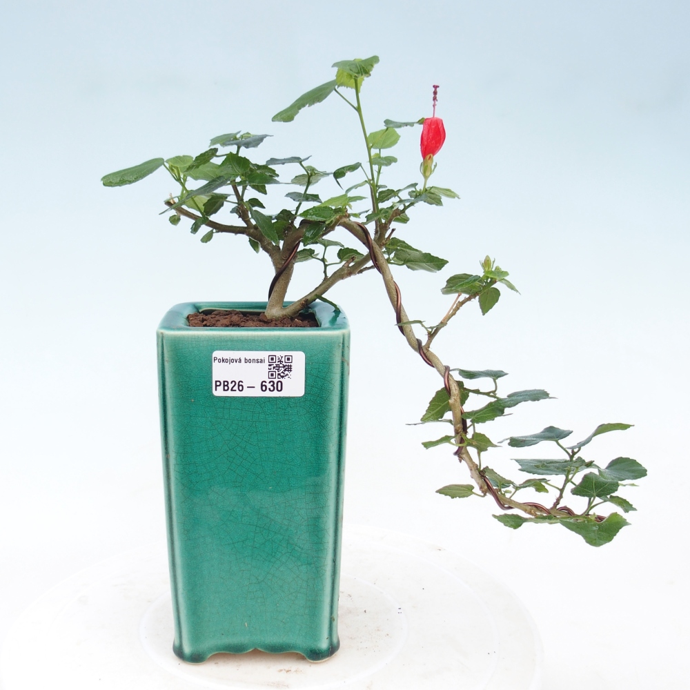 Pokojová bonsai - Malvaviscus arboreus - ibiškovec dřevnatý