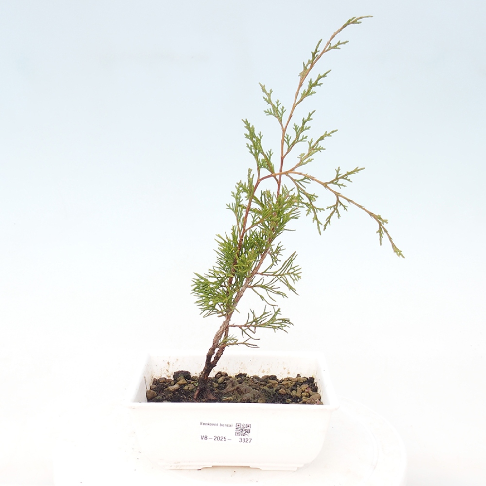 Venkovní bonsai - Juniperus chinensis Itoigawa -Jalovec čínský