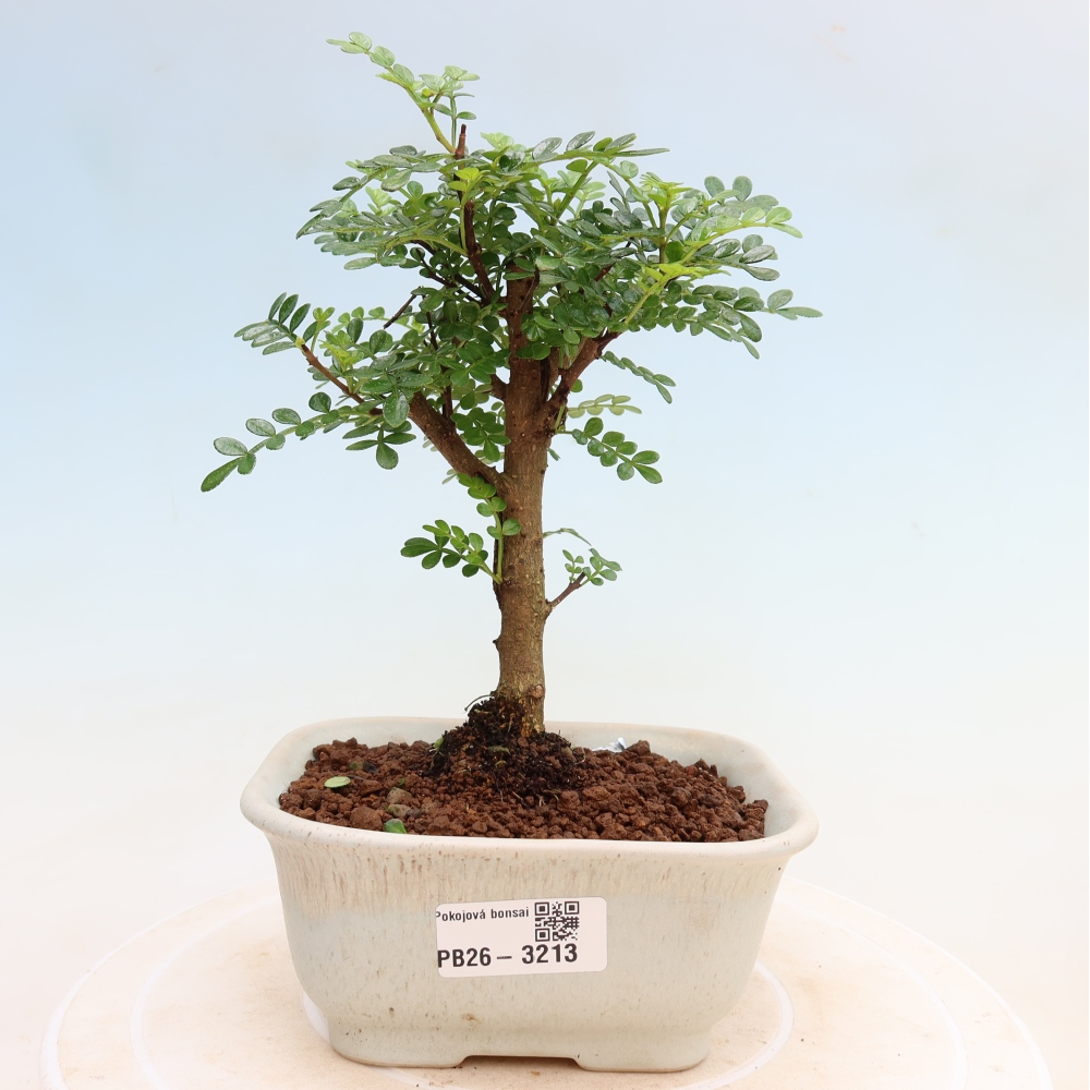 Pokojová bonsai - Zantoxylum piperitum - Pepřovník