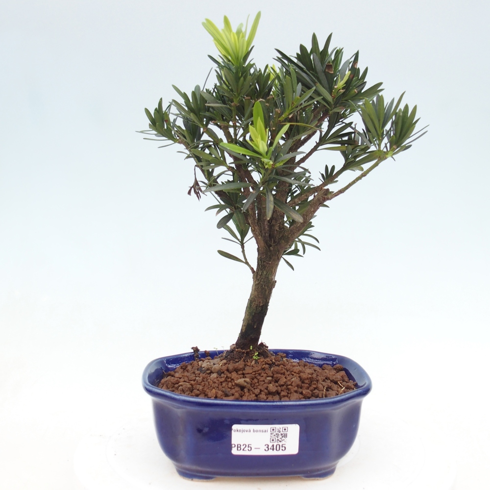 Pokojová bonsai - Carmona macrophylla - Čaj fuki