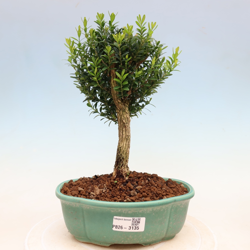 Pokojová bonsai - Buxus harlandii -korkový buxus