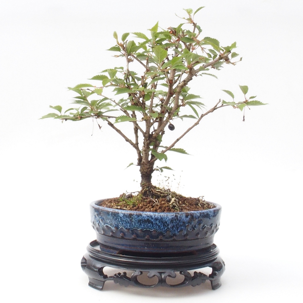 Bonsai stolek plastový kulatý 17,5 x 17,5 x 4 cm, barva černá