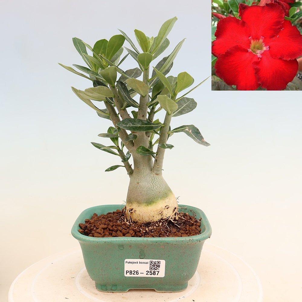 Pokojová bonsai - Adenium obesum Red Star - Pouštní růže
