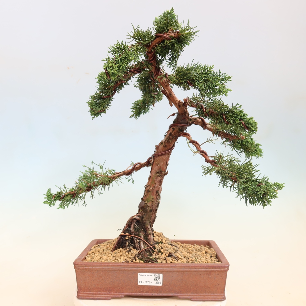 Venkovní bonsai - Juniperus chinensis Kishu -Jalovec čínský