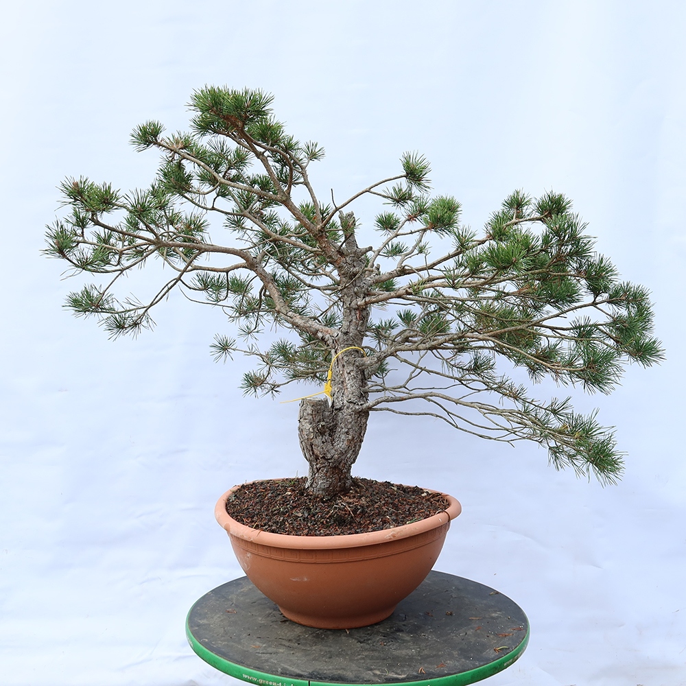 Pinus sylvestris Španělsko - borovice lesní