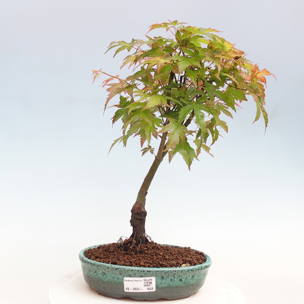 Javor dlanitolistý - Acer palmatum Beni Tsukasa
