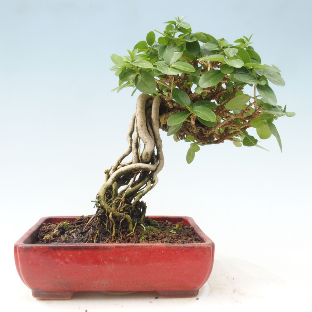 Pokojová bonsai - Premna serratifolia  - Kozlovoň malolistá