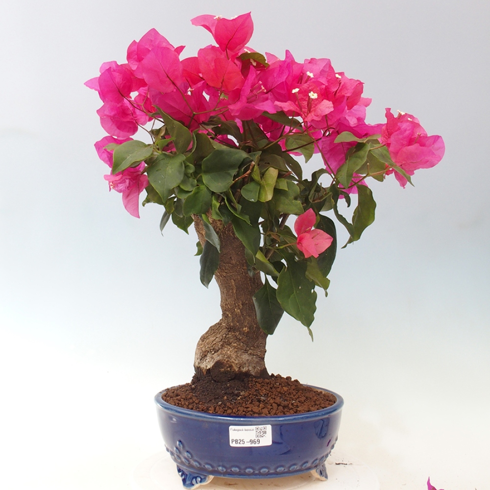 Pokojová bonsai - Bouganwilea