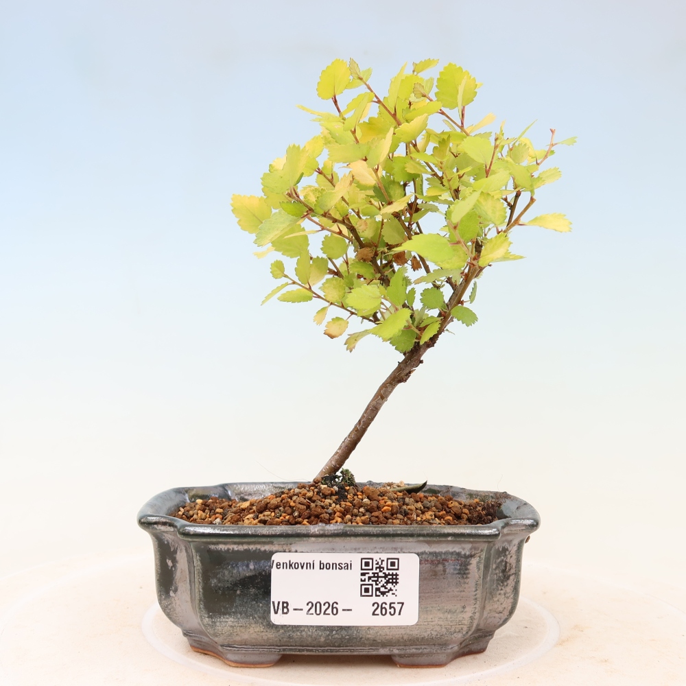 Venkovní bonsai - bříza trpasličí - Betula NANA Golden Treasure