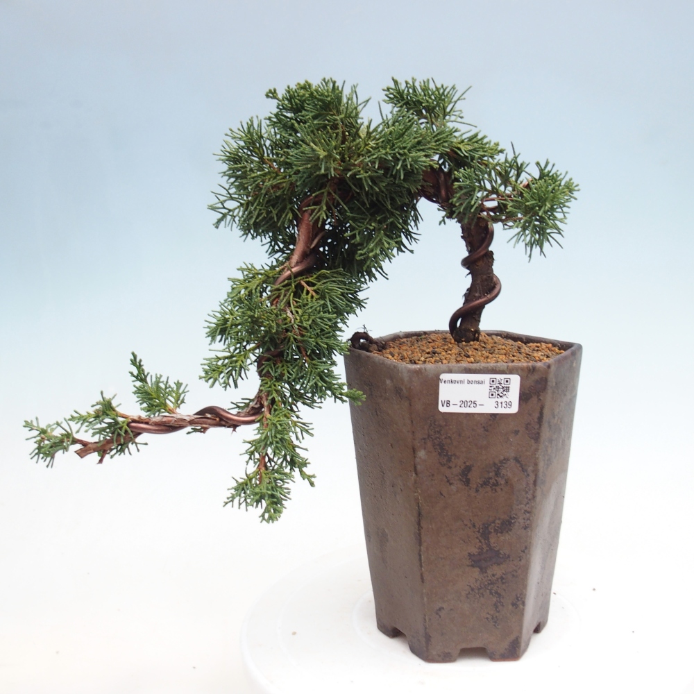 Venkovní bonsai - Juniperus chinensis Kishu -Jalovec čínský