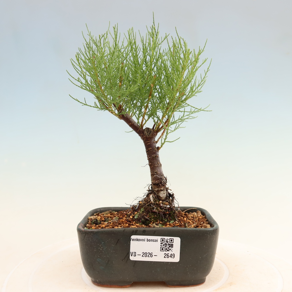 Venkovní bonsai - Tamaryšek - Tamarix
