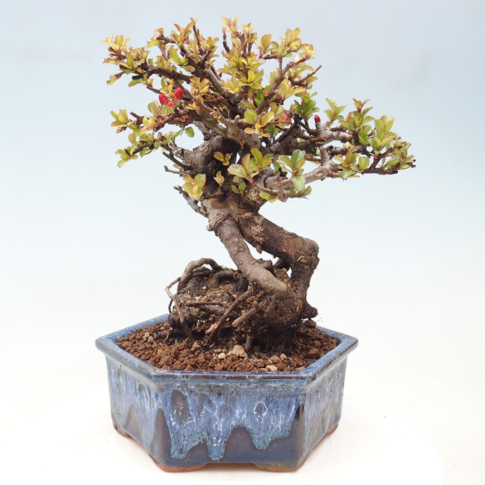 Venkovní  bonsai -  Chaneomeles speciosa - Kdoulovec ozdobný