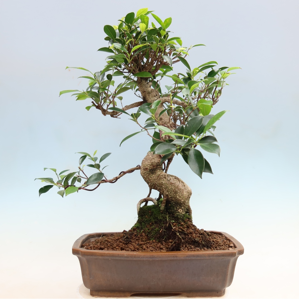 Pokojová bonsai - Ficus kimmen -  malolistý fíkus