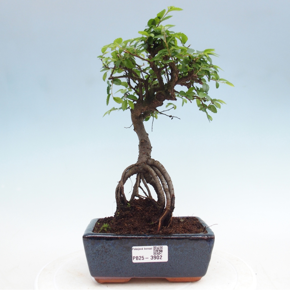 Pokojová bonsai - Ulmus parvifolia - Malolistý jilm