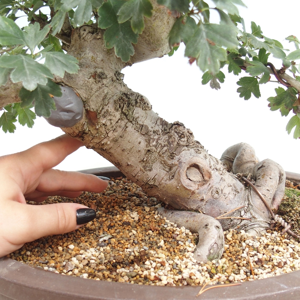Venkovní bonsai - Hloh  růžový plnokvětý - Crataegus 