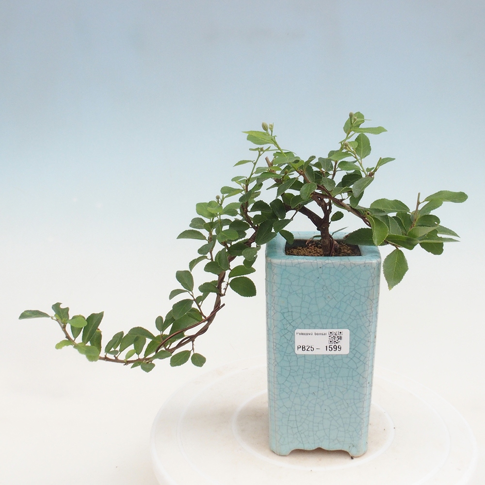 Pokojová bonsai - Grewia occidentalis - Hvězdice levandulová
