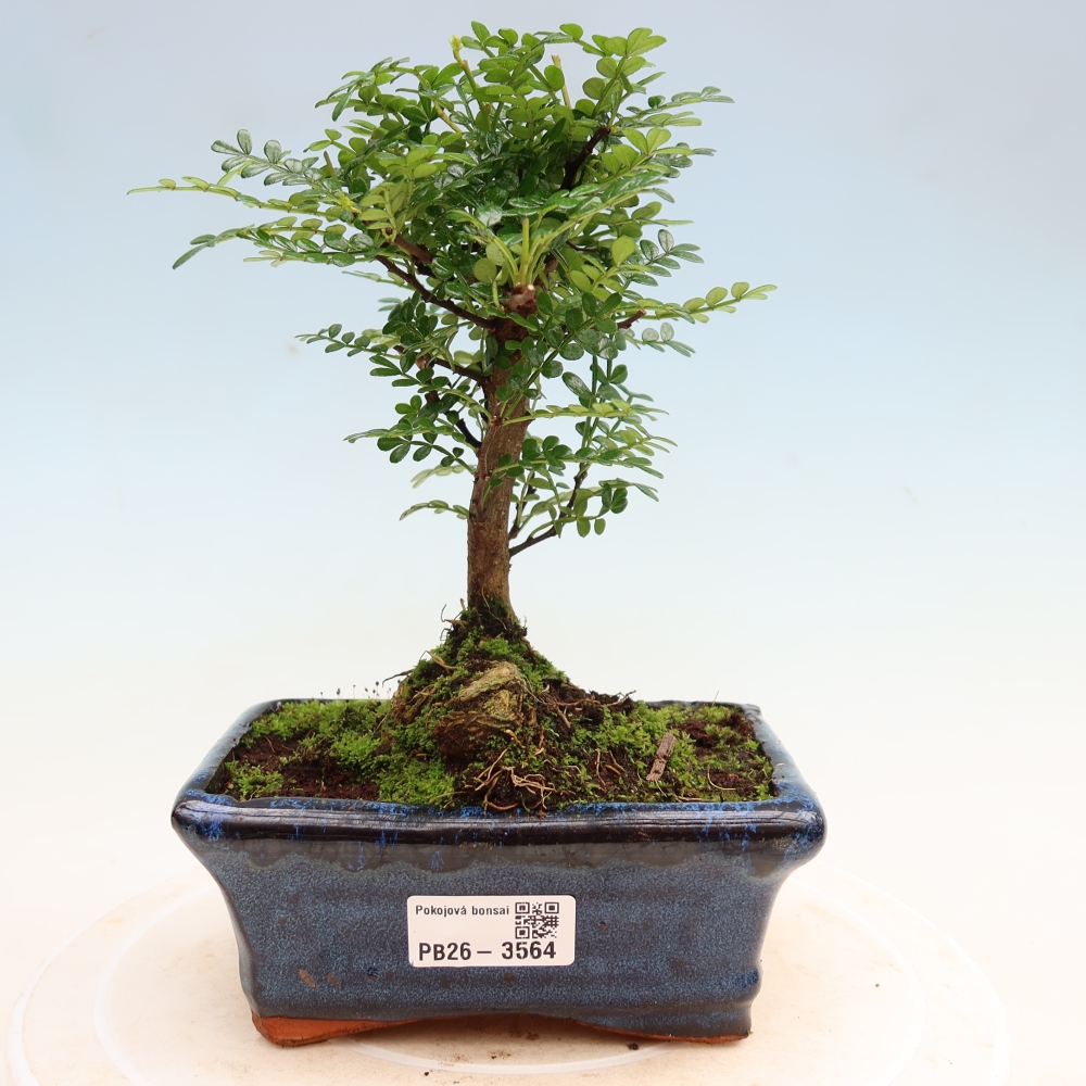 Pokojová bonsai - Zantoxylum piperitum - pepřovník