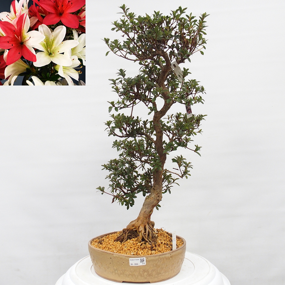 Venkovní bonsai - Japonská azalka - Azalea Hanatsuzuri