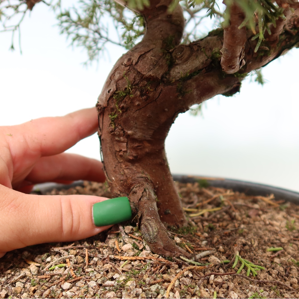 Venkovní bonsai - Juniperus chinensis Itoigawa-Jalovec čínský