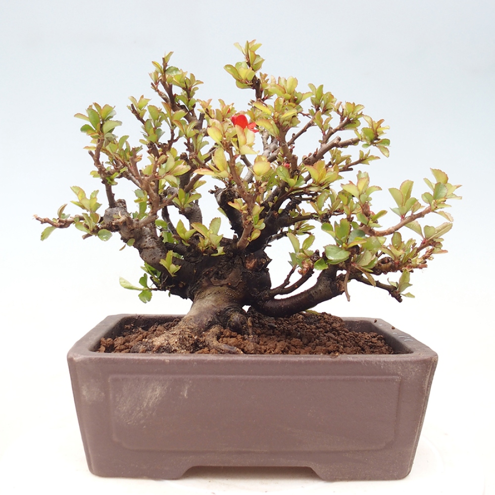 Venkovní  bonsai -  Chaneomeles speciosa - Kdoulovec ozdobný