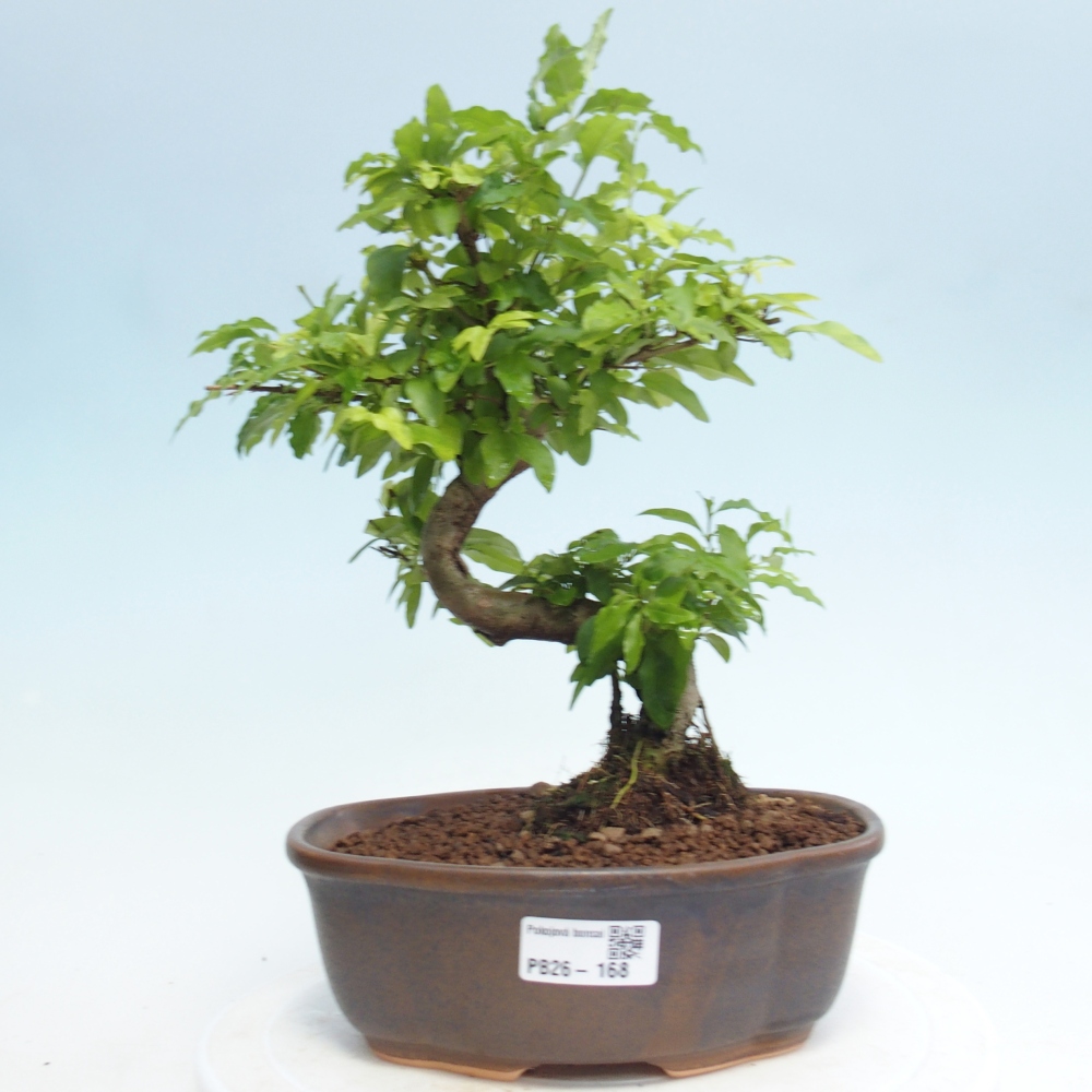 Pokojová bonsai -Ligustrum retusa - malolistý ptačí zob