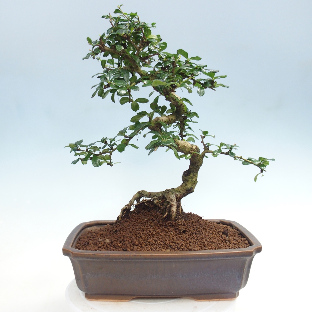 Pokojová bonsai - Carmona macrophylla - Čaj fuki