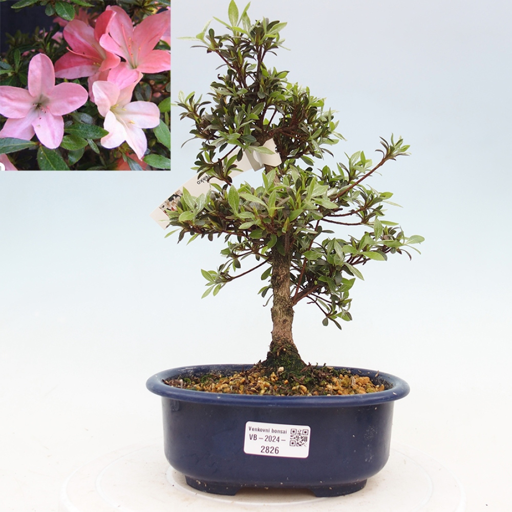 Venkovní bonsai - Japonská azalka - Azalea Nikko