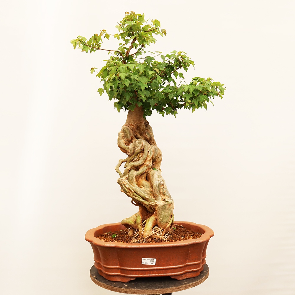Venkovní bonsai - Javor Burgerův - Acer Burgerianum 