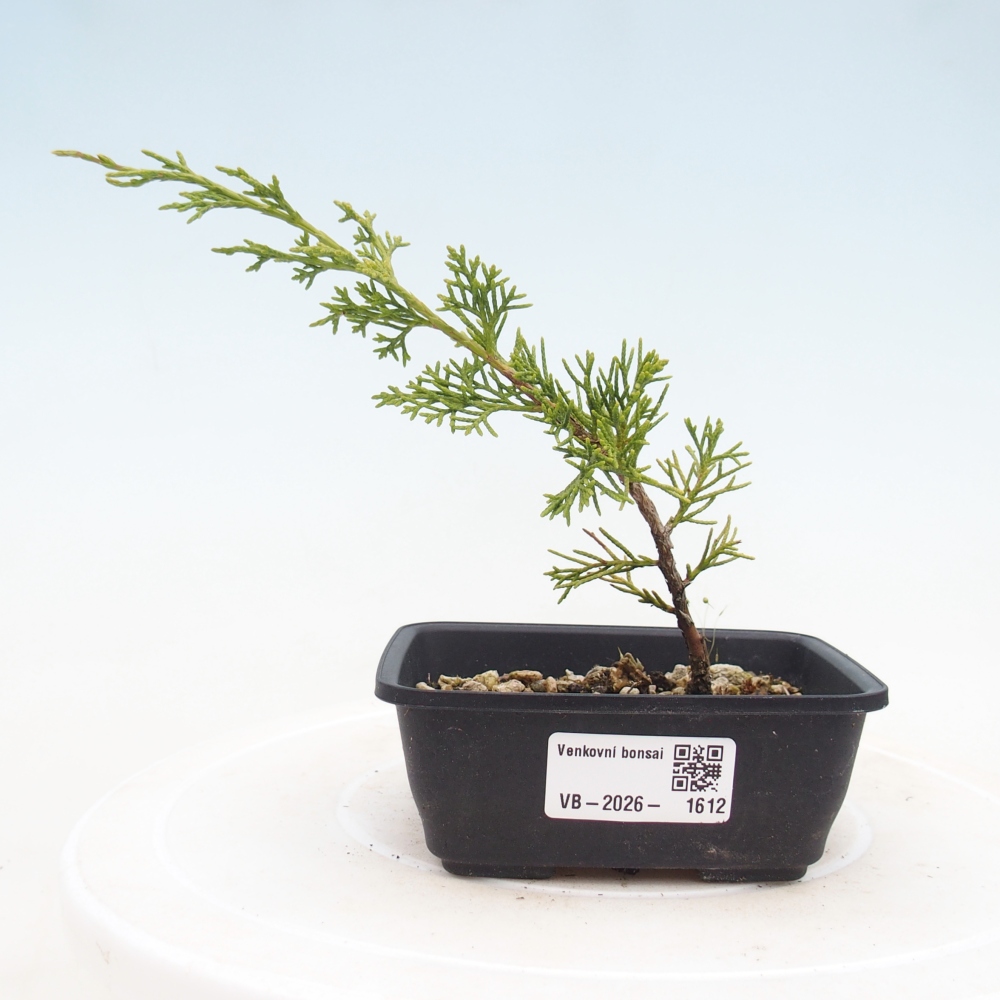 Venkovní bonsai - Juniperus chinensis Itoigawa -Jalovec čínský