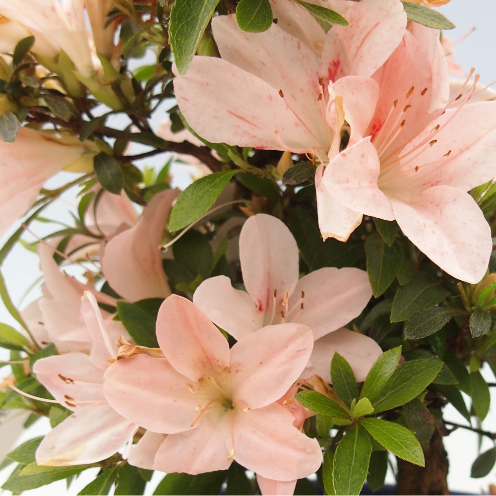 Venkovní bonsai - Japonská azalka - Azalea Nikko