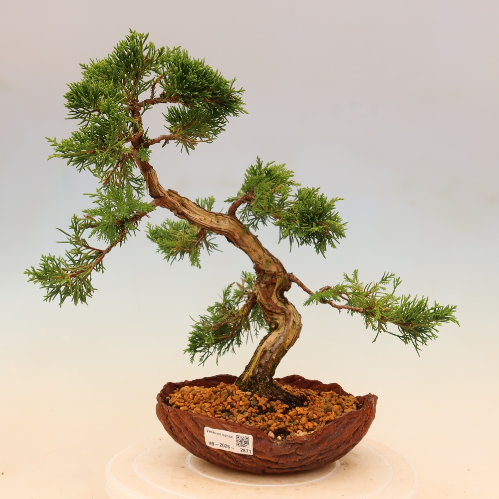Venkovní bonsai - Juniperus chinensis Itoigawa -Jalovec čínský