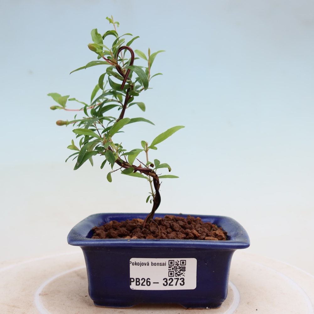 Pokojová bonsai-PUNICA granatum nana-Granátové jablko