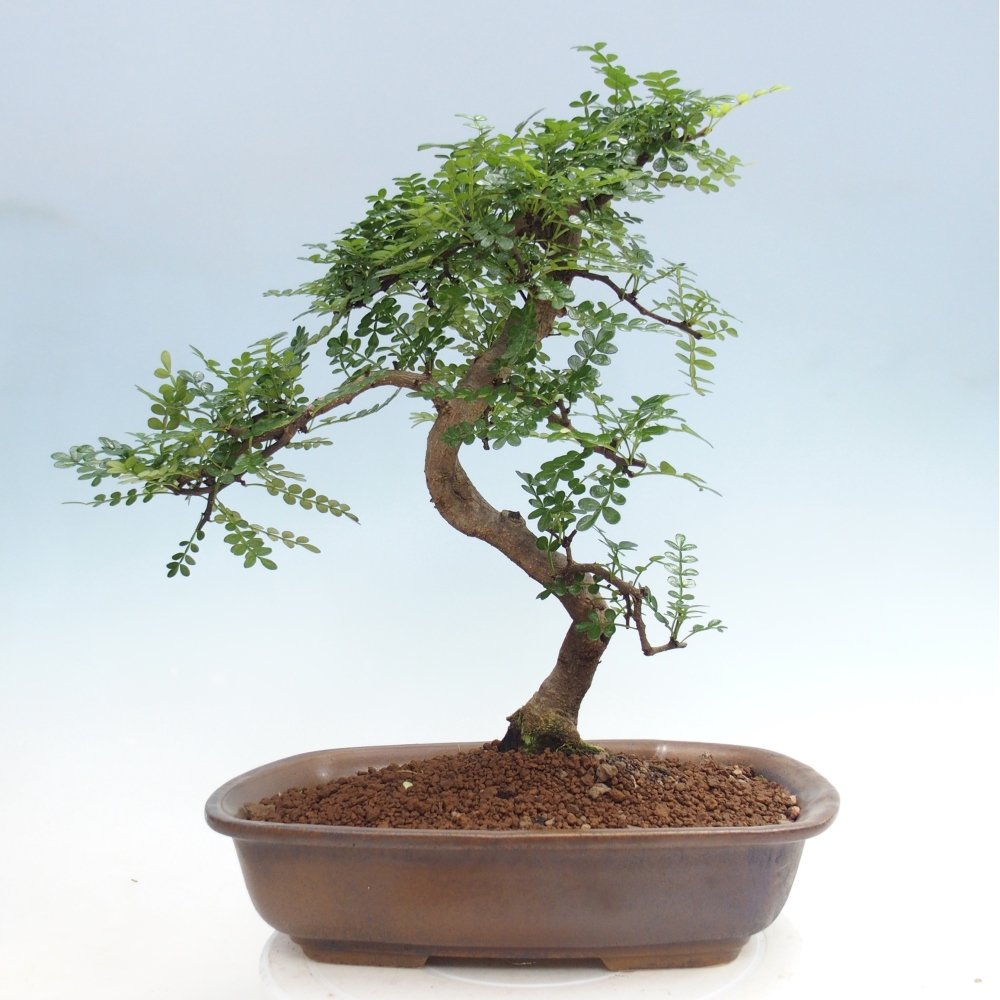 Pokojová bonsai - Zantoxylum piperitum - pepřovník