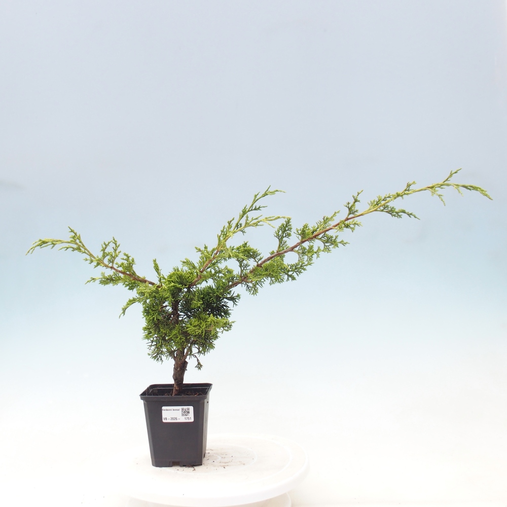 Venkovní bonsai - Juniperus chinensis Itoigawa -Jalovec čínský