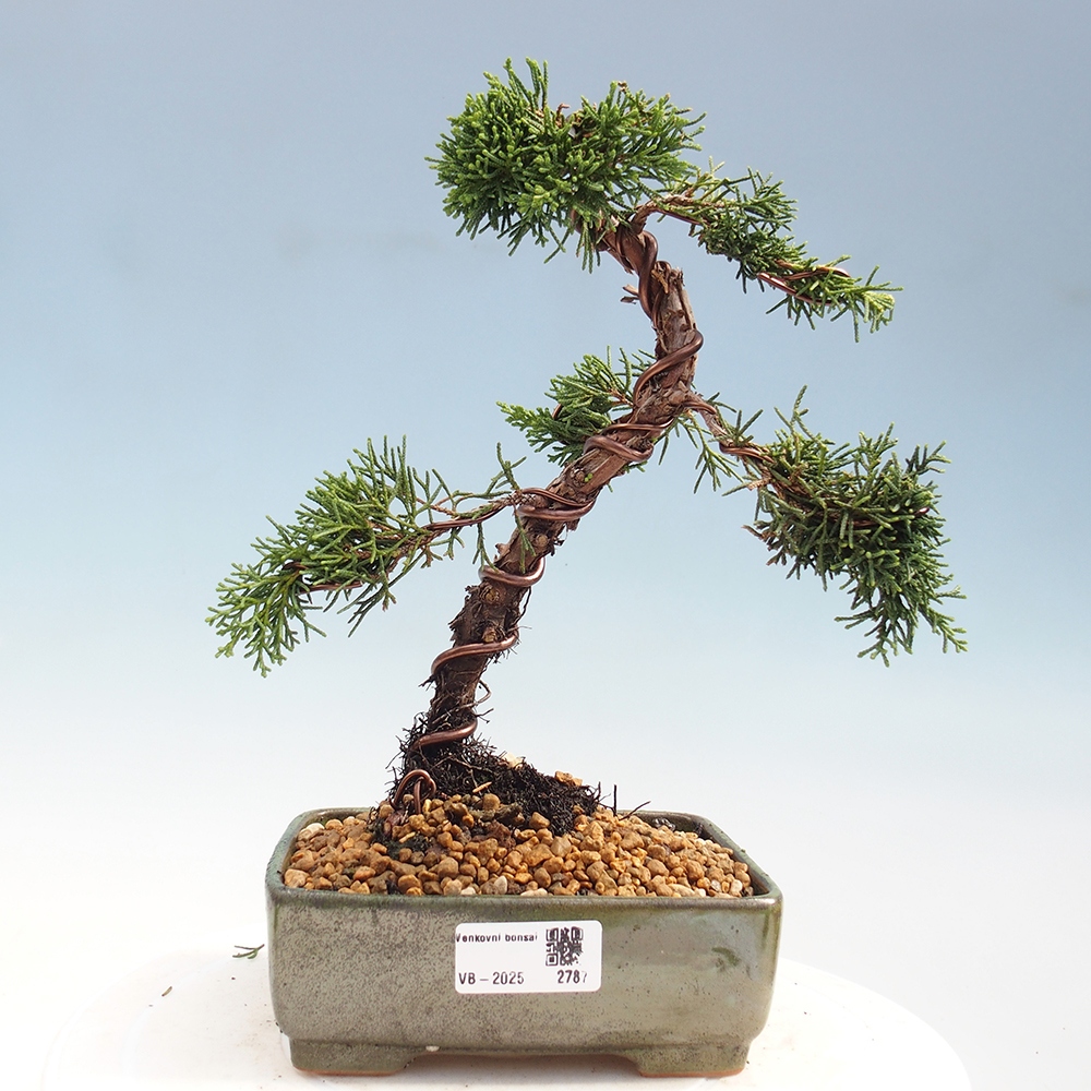 Venkovní bonsai - Juniperus chinensis Kishu -Jalovec čínský