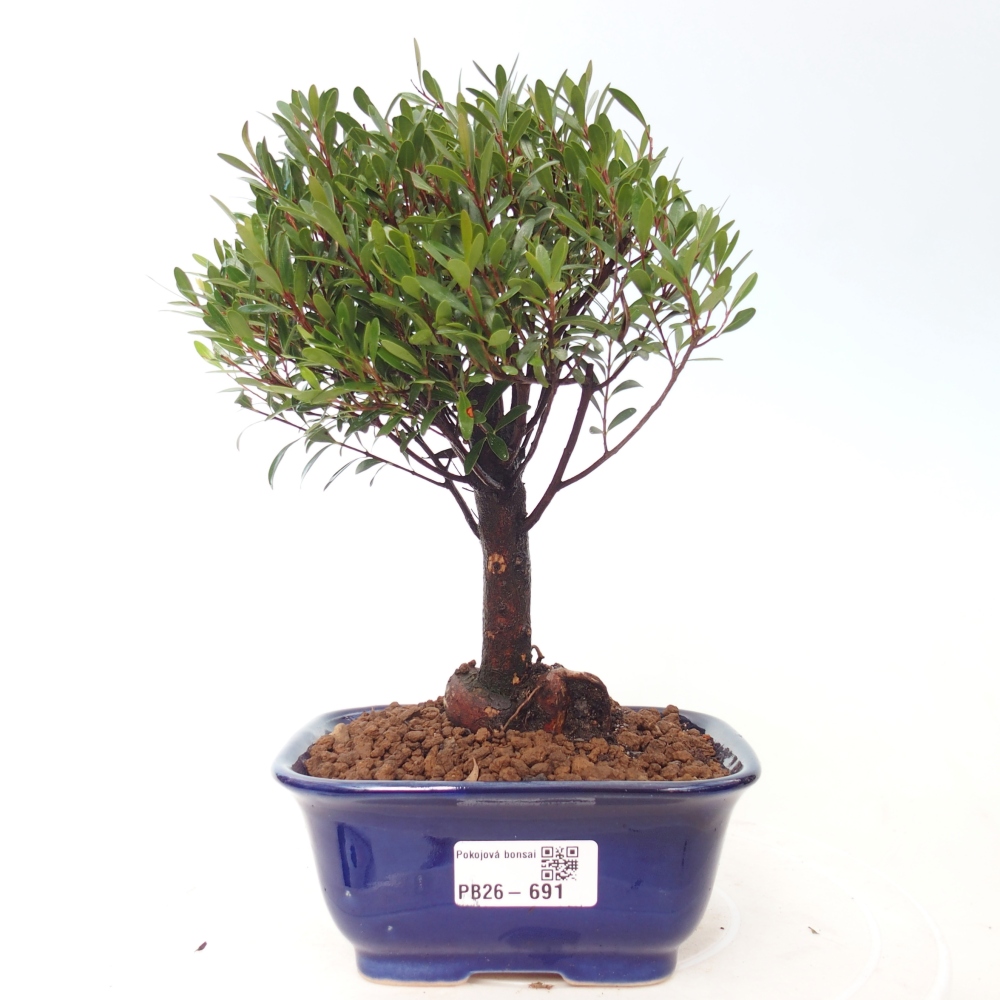 Pokojová bonsai - Syzygium - Pimentovník